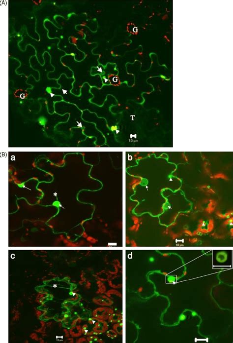 Subcellular Localization Of Eacmcv Av Protein And Mutants A Low