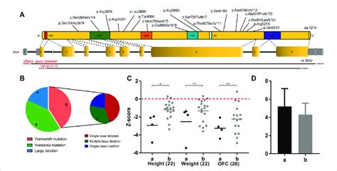 Zeb Variations And The Genotype Phenotype Correlation With Clinical