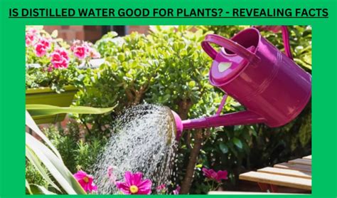 Is Distilled Water Good For Plants Pros Cons Effects Vevor Blog