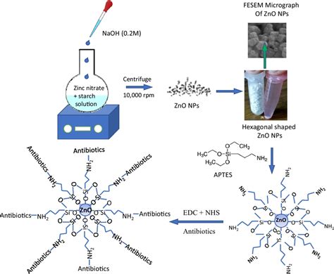 Schematic Representation Of The Synthesis Of Zno Nps Surface Download Scientific Diagram