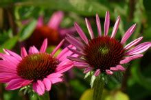 Echinacea Fatal Attraction Zonnehoed Bloemenpark Appeltern