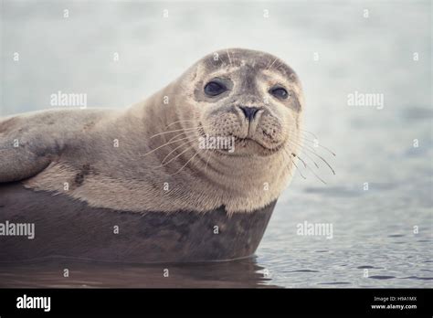The Harbour Seal Common Seal Located At Rye Harbour United Kingdom