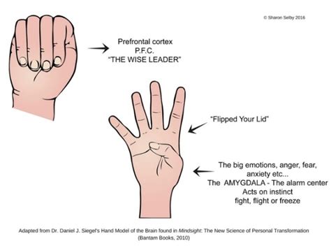 “Flipping the lid” – What really happens when we lose control of our ...