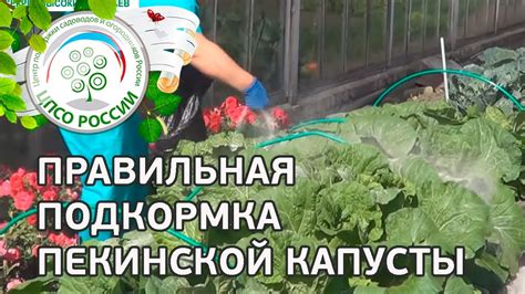 🥬 Подкормка в период формирования качана пекинской капусты. Выращиваем ...