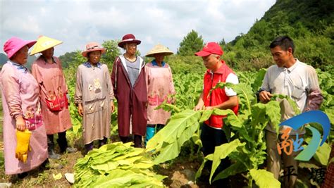 【我为群众办实事】平塘烟草：党员深入田间地头 助力烤烟采收 烟叶 培训 指导