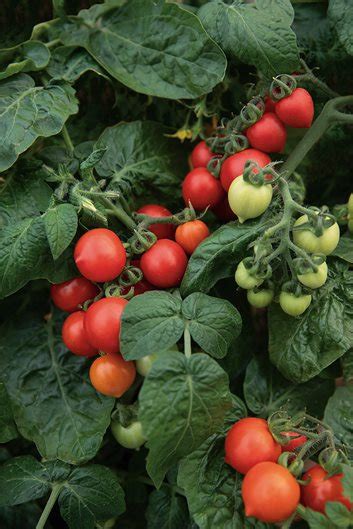 Types of Tomato Plants | Garden Design