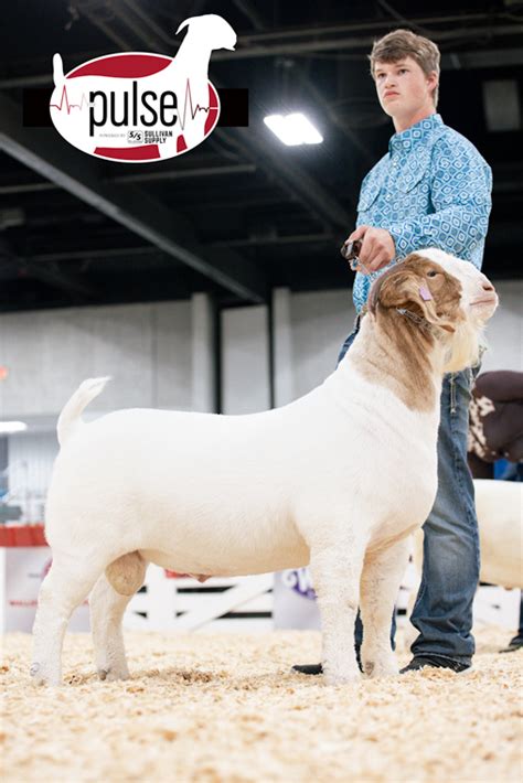 American Boer Goat National Show Junior Fullblood Bucks Division Ii