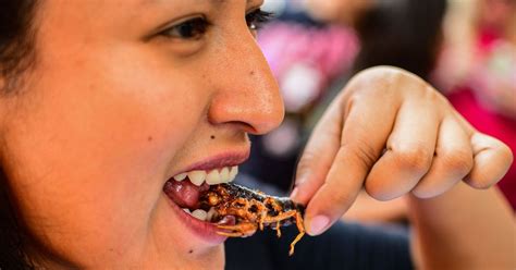 Should More People Eat Insects Vox