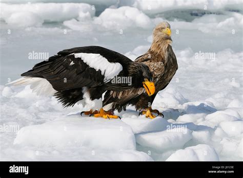 Steller S Sea Eagle And White Tailed Sea Eagle On The Floating Ice In