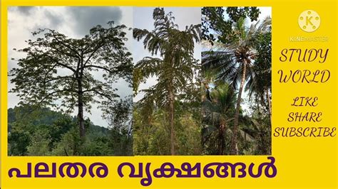 Different Types Of Trees And Their Names Malayalam Study World You