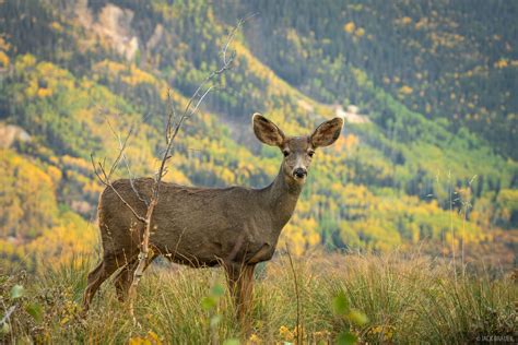 Curious Deer San Juan Mountains Colorado Mountain Photography By