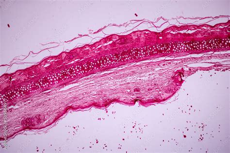 Elastic Cartilage Under Microscope