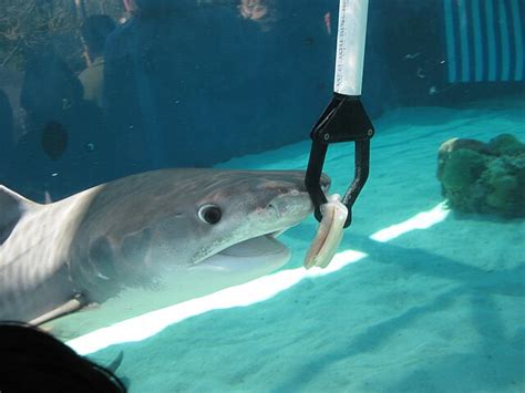 File:Shark Feeding.jpg - Wikimedia Commons