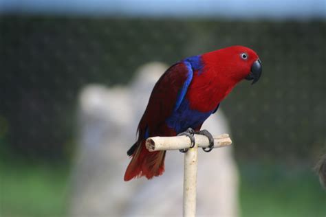 File:Eclectus Parrot (Eclectus roratus) -5.jpg - Wikimedia Commons