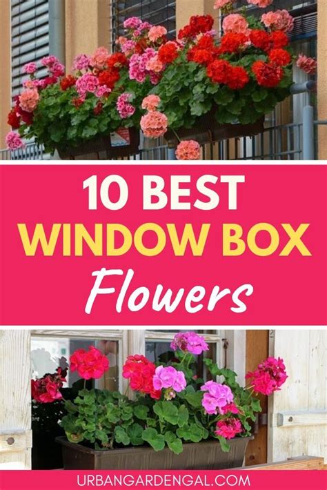 10 Best Window Box Flowers Window Box Flowers Window Box Plants Window Box Garden