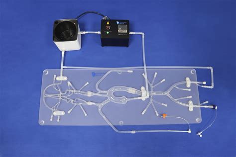 Modelo Vascular Para Neurologia SJ001D Trando 3D Medical Technology