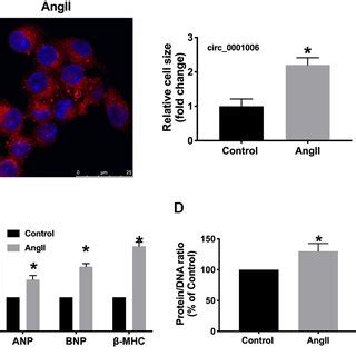 Circ Was Upregulated In Angii Induced Cardiomyocyte