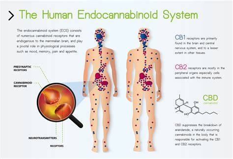 What Is The Endocannabinoid System And How Does It Work With Cannabis