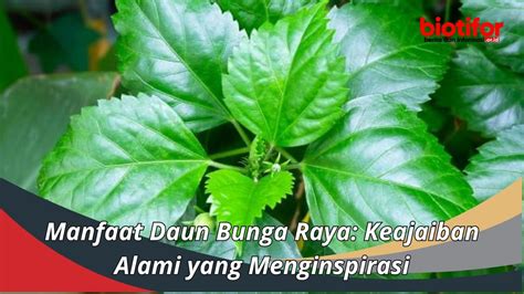 Manfaat Daun Bunga Raya Keajaiban Alami Yang Menginspirasi