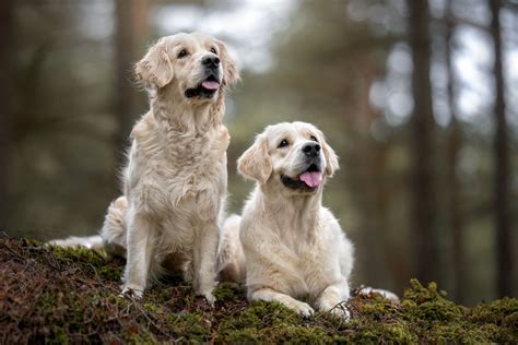 Top 20 Witte Hondenrassen Hond Nl