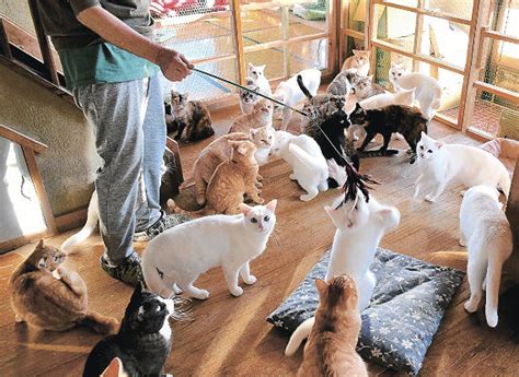 《ニュース追跡》猫170匹「多頭飼育崩壊」 初めは2匹 どっと急増、制御不能 避妊去勢費なくなり 群馬・高崎市 上毛新聞社のニュースサイト