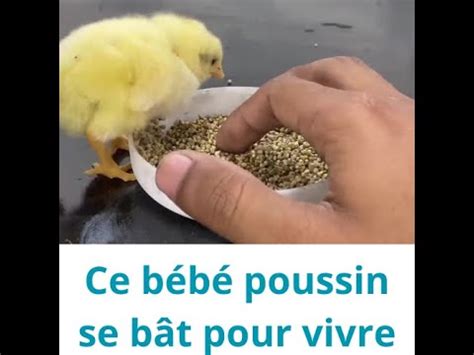 Fais De Ton Poulailler Un Lieu De Confort Pour Tes Poules YouTube