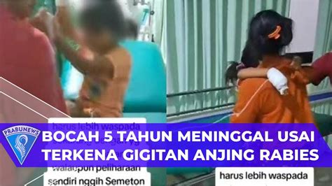 Terkena Gigitan Anjing Rabies Bocah Tahun Di Buleleng Bali Meninggal