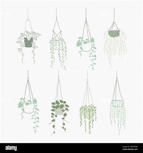 Green Hanging Plant Vector Set Doodle Style Stock Vector Image Art