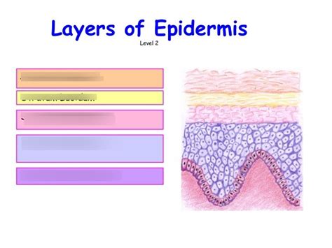 Epidermis Labeling Diagram Quizlet