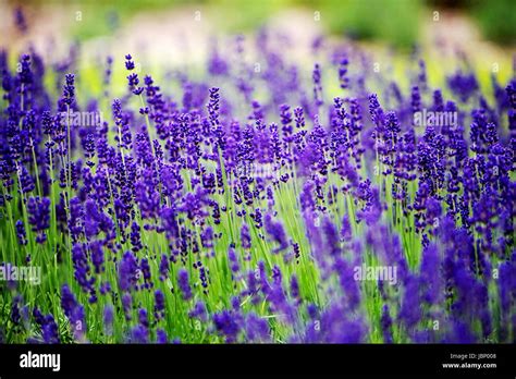 Lavandula Angustifolia Garden Hi Res Stock Photography And Images Alamy