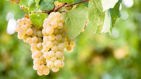 Wine Grape Varieties – Sauvignon Blanc - The Expensive Champagne Guide