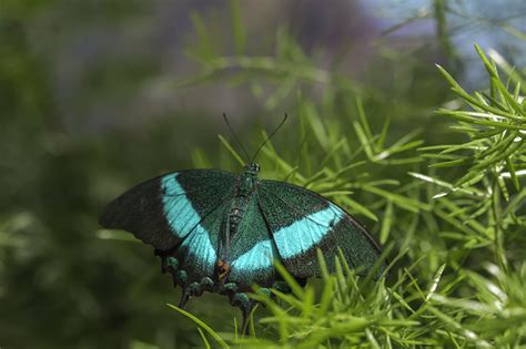 Machaon émeraude Emerald Swallowtail Papilio palinurus photo