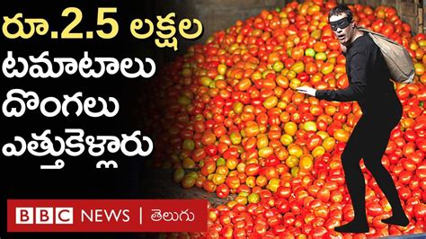 Tomato Thieves రాత్రికి రాత్రే పొలంలో టొమాటాలు ఎత్తుకెళ్లడమే కాదు