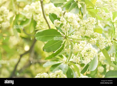 Dita, Devil Tree or Alstonia scholaris flower Stock Photo - Alamy