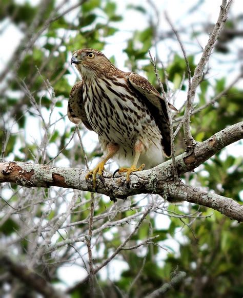 Hawk Bird Of Prey Coopers Free Photo On Pixabay Pixabay