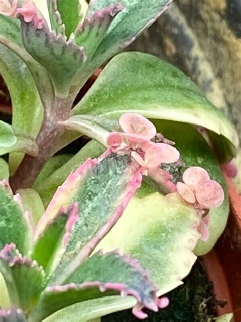 Kalanchoe Pink Butterflies Paris côté jardin