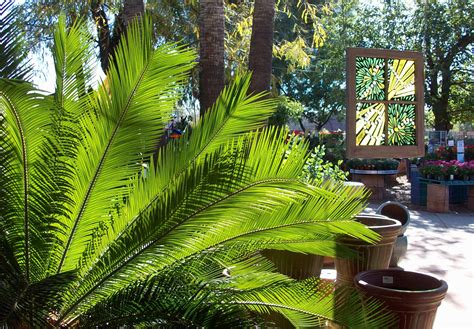 Sago Palm - Harlow Gardens