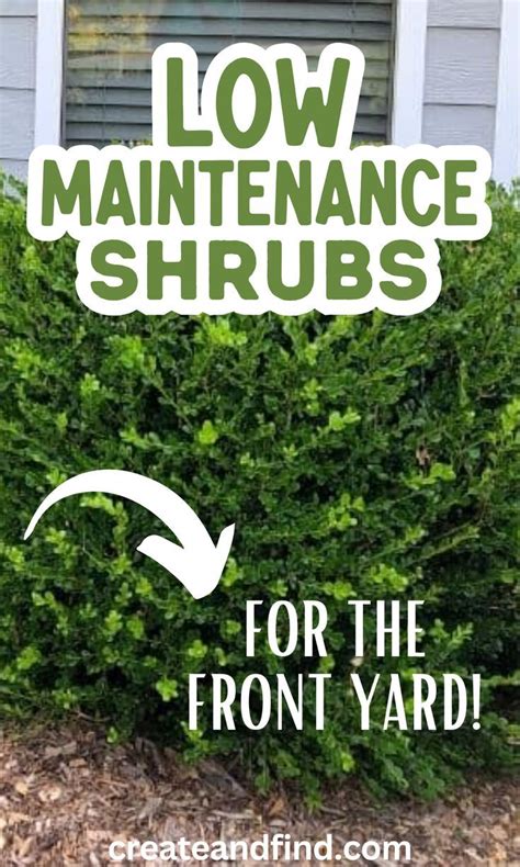 Low Maintenance Shrubs Perfect For The Front Of The House Landscape