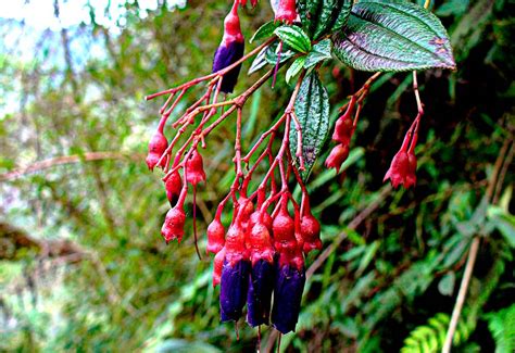 All The Plants And Flowers That You Can See In Machu Picchu