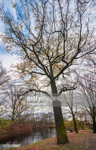 Ponds Waterways Fall Color Of Trees And Shrubs Green Oasis In The City