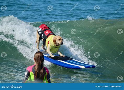 Dog Surfing in Huntington Beach Editorial Image - Image of california ...