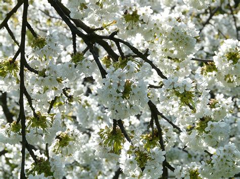 Kirschbaum Schneiden Der Richtige Zeitpunkt Und Schnitt Freudengarten