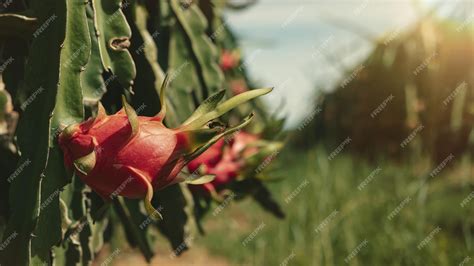 Premium Photo Dragon Fruit On The Dragon Fruit Pitaya Tree Harvest In The Agriculture Farm At