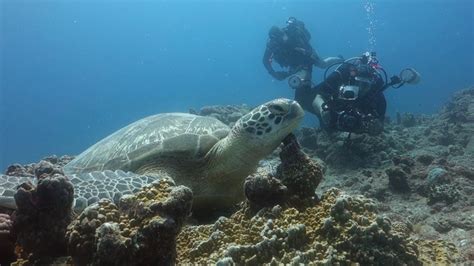 Scuba Diving In Mauritius Gunners Safari Coin De Mire Island Youtube