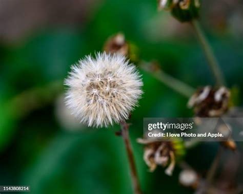 Farfugium Japonicum Photos And Premium High Res Pictures Getty Images