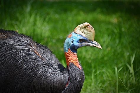 Cassowary Gloss Researchers Find How Worlds Most Dangerous Birds