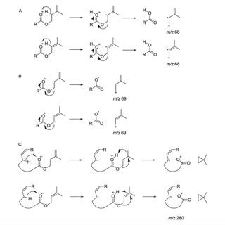 proposed mass spectrometric formation  characteristic ions  prenyl