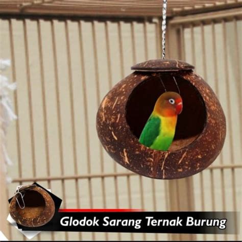 Jual Glodok Batok Kelapa Rumah Sarang Bertelur Burung Lovebird Parkit