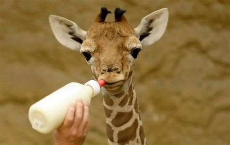 Images Gratuites Faune Mammifère Lait Savane Girafe Nutrition