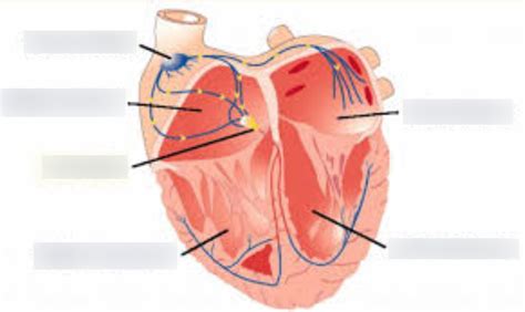 Anatomy ll Theory - Lecture #1 - The Atria and Ventricles Diagram ...